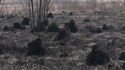Виїзд обходиться у 20 тисяч. Прикарпатські рятувальники за вихідні загасили 150 пожеж