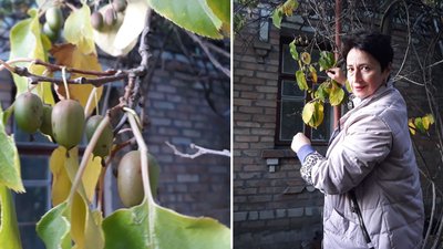"Потягнуло на екзотику". Кропивничанка на своєму подвір’ї вирощує міні-ківі