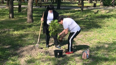 У Дніпрі в одному зі скверів висадили 25 червоних дубів У Дніпрі в одному зі скверів висадили 25 червоних дубів