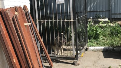 У Полтаві у пункті перетримки волонтери майстрували будки та вигулювали безпритульних тварин