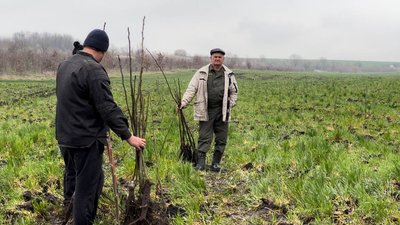 На Миколаївщині висадили горіх грецький, який евакуювали з Херсонщини