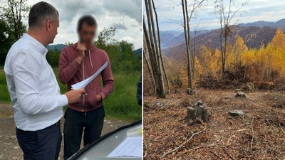 Двом жителям села Широкий Луг повідомили про підозру у незаконній вирубці дерев