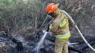 На Миколаївщині горить хвойний ліс На Миколаївщині горить хвойний ліс