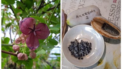 Маракуя, хурма, ківі, бананове дерево: чоловік на Рівненщині вирощує екзотичні дерева Маракуя, хурма, ківі, бананове дерево: чоловік на Рівненщині вирощує екзотичні дерева