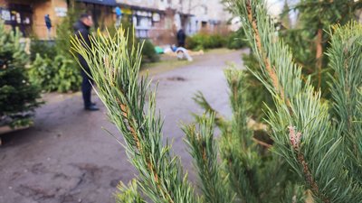 На ярмарках Луцька провели рейд: чи продавали сосни і ялинки з порушеннями На ярмарках Луцька провели рейд: чи продавали сосни і ялинки з порушеннями