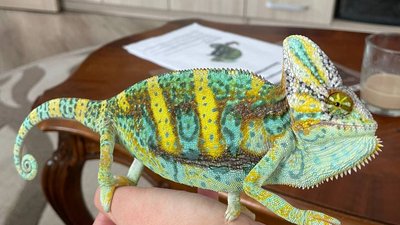 З’їдає у місяць пів тисячі цвіркунів та тарганів. Кропивничанка тримає вдома хамелеона З’їдає у місяць пів тисячі цвіркунів та тарганів. Кропивничанка тримає вдома хамелеона