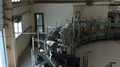 На 25% збільшили поголів’я корів: на Черкащині попри війну розширюють ферму На 25% збільшили поголів’я корів: на Черкащині попри війну розширюють ферму