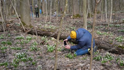 У Холодному Яру на Черкащині охороняють підсніжники У Холодному Яру на Черкащині охороняють підсніжники