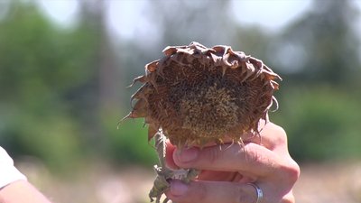 Аграрії Черкащини розпочали збір пізніх культур