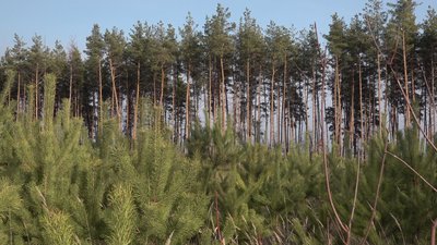 "Це наче виховати дитину": як на Харківщині вирощують новорічні ялинки та сосни "Це наче виховати дитину": як на Харківщині вирощують новорічні ялинки та сосни