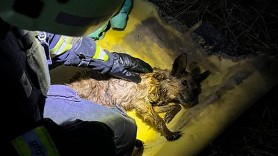 врятований собака з пожежі