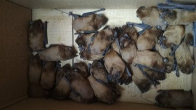 Кажанів, яких знайшли на балконі в Івано-Франківську, передали в центр реабілітації Галицького парку Кажанів, яких знайшли на балконі в Івано-Франківську, передали в центр реабілітації Галицького парку