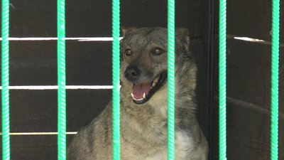 Шість котів з-під Харкова лікують у притулку для тварин поблизу Івано-Франківська Шість котів з-під Харкова лікують у притулку для тварин поблизу Івано-Франківська