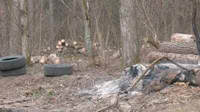 сморід з лісу сморід з лісу
