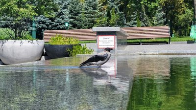 Сіра ворона у саду Шевченка у Харкові