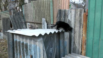 тварини прихисток собаки коти допомога Тетянівка Донецька область тварини прихисток собаки коти допомога Тетянівка Донецька область