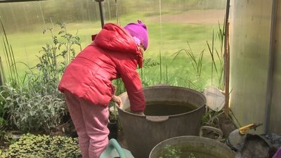 "Теплична терапія": родина на Черкащині вирощує розсаду "Теплична терапія": родина на Черкащині вирощує розсаду