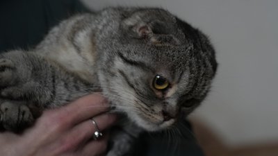 тварини, евакуація, Дніпро