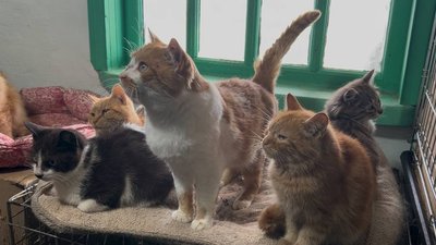 Котоготель у Павлограді