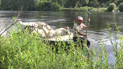 79-річний житель Новгорода-Сіверського щодня човном перевозить кіз випасатись на луки за Десною 79-річний житель Новгорода-Сіверського щодня човном перевозить кіз випасатись на луки за Десною