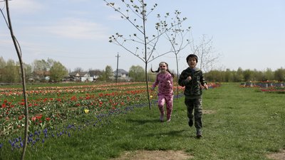 "Висадили до 3 мільйонів цибулин". Що дивитися на тюльпановому полі неподалік Чернівців "Висадили до 3 мільйонів цибулин". Що дивитися на тюльпановому полі неподалік Чернівців