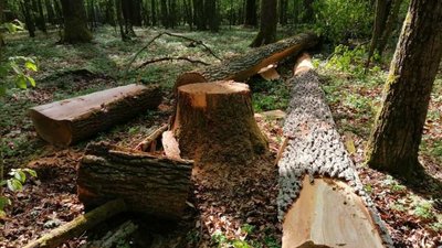 Ексдиректора лісгоспу на Харківщині знову затримали: підозрюють у заволодінні 50 млн грн