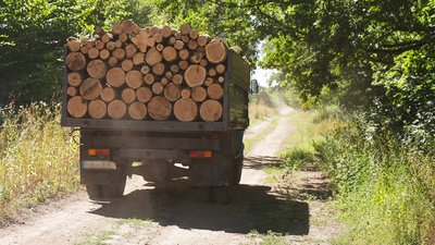 На Кіровоградщині зріс попит на дрова: яка ціна у лісництвах