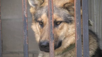 У Житомирі облаштували п'ять нових вольєрів для собак, яких забрали з вулиці У Житомирі облаштували п'ять нових вольєрів для собак, яких забрали з вулиці
