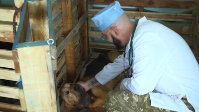 "За 30 років я не бачив стільки біди в тварин, скільки побачив за 3 місяці війни", - ветлікар Кирило Чумаков "За 30 років я не бачив стільки біди в тварин, скільки побачив за 3 місяці війни", - ветлікар Кирило Чумаков