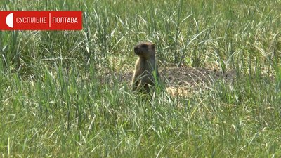 Бабак з Більського городища