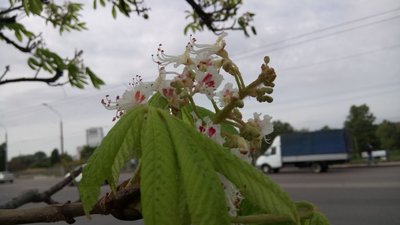 У Кропивницькому квітнуть каштани