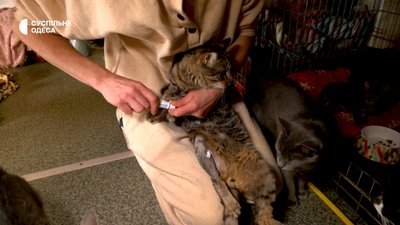 Як живе притулок для котів в Одесі