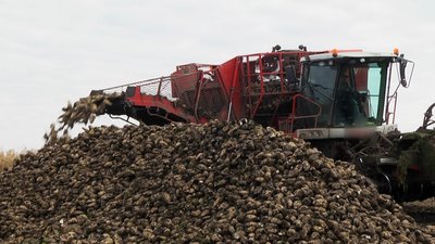 Завдяки дощам вага буряків побільшала, а солодкість трохи знизилася Завдяки дощам вага буряків побільшала, а солодкість трохи знизилася