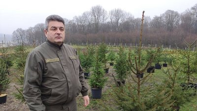 7500 ялинок цьогоріч планує зрубати на продаж Тернопільське обласне управління лісового господарства 7500 ялинок цьогоріч планує зрубати на продаж Тернопільське обласне управління лісового господарства