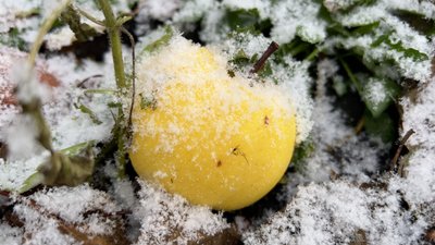 Яблуко під снігом