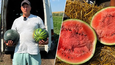 Фермер, Ультраранні кавуни  