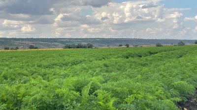 На Миколаївщині фермери зібрали два вожаї за сезон На Миколаївщині фермери зібрали два вожаї за сезон