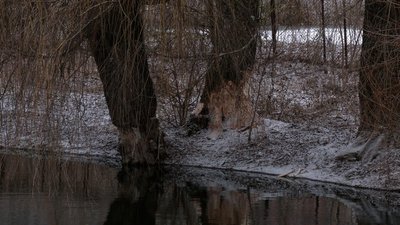 Бобри обгризають дерева у Рівному: чим це загрожує Бобри обгризають дерева у Рівному: чим це загрожує