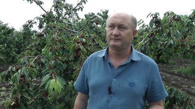 Майже 35 тонн черешні залишаються незібраними на Мелітопольщині Майже 35 тонн черешні залишаються незібраними на Мелітопольщині