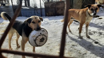 У Кропивницькому притулку від сказу провакцинували пів сотні собак У Кропивницькому притулку від сказу провакцинували пів сотні собак