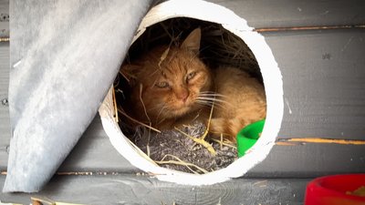 Житомир, Наталія Філоненко, Олевська громада, Житомирщина, 19 лютого 2026 року