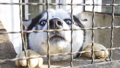 Викинули собаку, бо набридла. Історії безпритульних чернівецьких тварин, які чекають на господаря Викинули собаку, бо набридла. Історії безпритульних чернівецьких тварин, які чекають на господаря