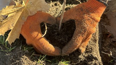 Нові дерева замість згорілих. У Херсоні комунальники відновлюють Таврійський парк