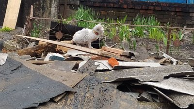 "Було все – нема нічого". Як живе пенсіонерка з Сумщини, оселю якої розтрощило російськими обстрілами "Було все – нема нічого". Як живе пенсіонерка з Сумщини, оселю якої розтрощило російськими обстрілами