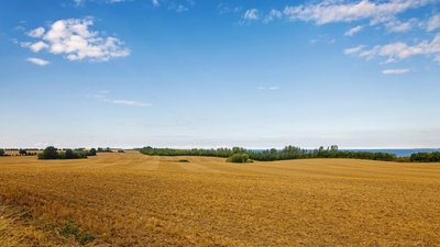 Осінньо-польові роботи на Вінниччині: що вже зібрали та яка врожайність