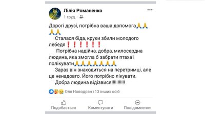 Як живе врятований у селі на Черкащині лебідь Гоша Як живе врятований у селі на Черкащині лебідь Гоша