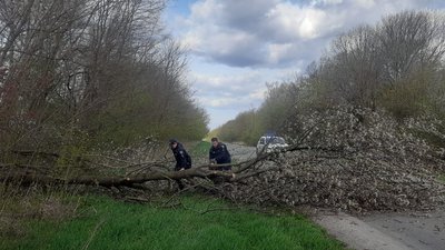 дерево впало, вітер, пориви вітру, дорога, автодорога