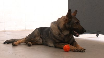 "Ця собака довіряє мені, а я довіряю їй". Як франківські кінологи навчають собак шукати вибухівки "Ця собака довіряє мені, а я довіряю їй". Як франківські кінологи навчають собак шукати вибухівки