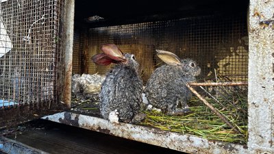 Кролики після удару РФ у Харківському зоопарку