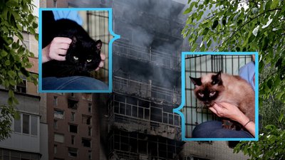 Херсон, коти, тварини, обстріл, пожежа